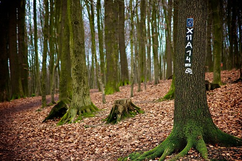 park wood tree zeiss forest leaf raw walk sony laub awr 365 baum wale spazieren 1680 variosonnar a700 project365 variosonar
