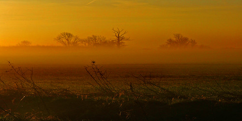 trees mist tree field fog sunrise bedford bedfordshire felton robertfelton duckscross