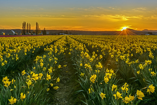 daffodils sunset dusk skagit valley mt vernon washington state sunrays photo photos picture pictures image images sunbeams farm erie skies sky sun