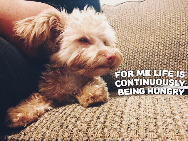 "For me life is continuously being hungry" - Poopie #puppy #picofdog #puppygram #poopie #puppylove #picofday