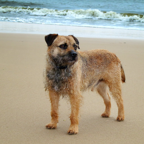 sea dog beach wales canon george seaside sand border cymru canine terrier bt tenby borderterrier dogportrait dogexpression blinkagain georgetheborderterrier orangecapri