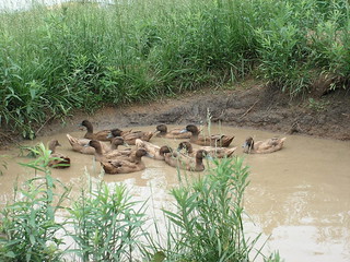ducks in the pond