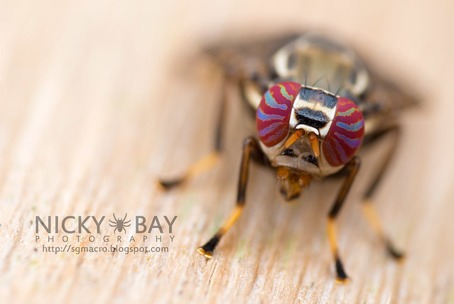 Signal Fly (Platystomatidae) - DSC_6312