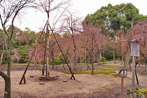 【写真】2013 桜 : 平安神宮/2019-05-16/IMGP8828