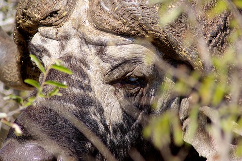 africa nature canon bush buffalo wildlife south natuur 1d kruger buffel canon1dmarkii krüger