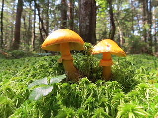 Mushrooms on the Webster Cliff trail