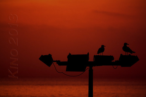 red sea sunrise canon mar rojo kino seagull playa amanecer gaviota costabrava platja jonathanlivingstonseagull juansalvadorgaviota canon60d kinojam