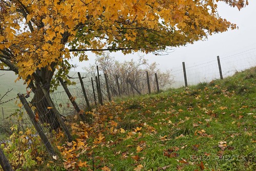 autumn mist color tree fall nature rain norway fog 50mm golden leaf village country scandinavia rusalka magicunicornmasterpiece