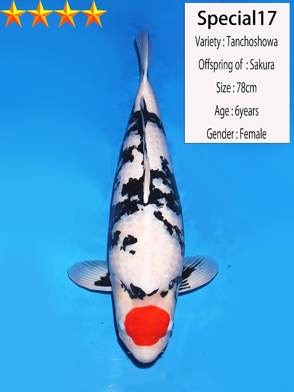 Unleashing the Beauty of Showa Koi Fish: Explore Their Striking Three-Color Patterns and Unique Appearance 2