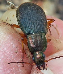 

Ground beetles; elytra with regular striae, antennae inserted at side of head