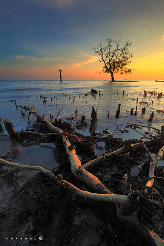 sunset color tree beach canon photography eos colours malaysia pantai selangor pokok warna banting matahariterbenam ef1740mmlusm leefilters kelanang 5dmarkii azralfikri shazral 09soft