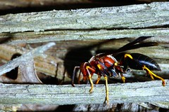 Red Paper Wasp (Polistes annularis) eating old tree stump to make pulp for nest - 2 of 3