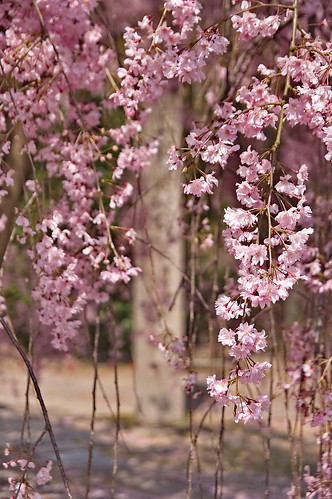 【写真】2013 桜 : 勧修寺/2021-02-03/IMGP9899
