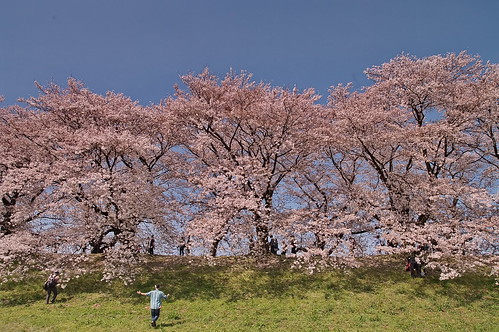 【写真】2013 桜 : 背割堤/2020-03-23/IMGP9705
