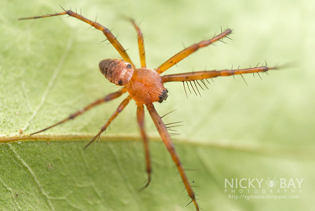 Orb Web Spider (Araneidae) - DSC_2862