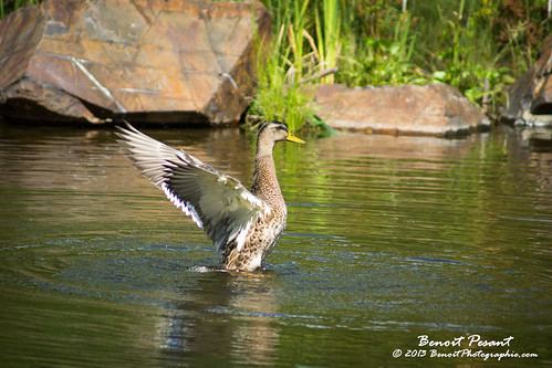 canada duck nouveaubrunswick canard edmonston benoitphotographie
