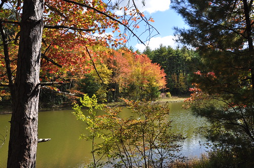 autumn color tree water pond peec poconopapikelakeredyellow