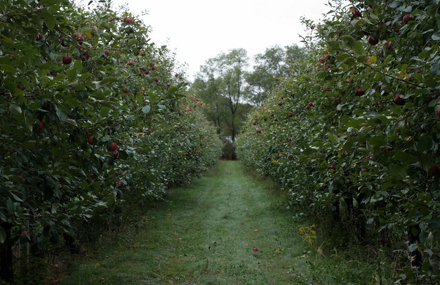apple path