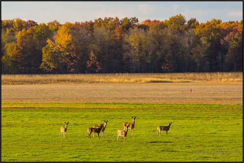 fallcolors wildlife deer autumncolors jasperpulaski canonef70200f4lisusm canoneos60d autumn2013