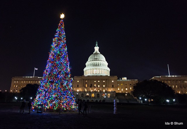 Congressional Tree and the Capitol