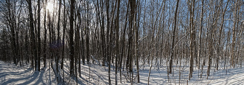 trees sunlight snow odessa loyalist countyroad6