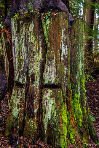 park tree vancouver logging stanley stump rotten vignetting vancouverbc treet rotted logged notches wonderfulworld vancouvercity cans2s tedsphotos springboardnotches
