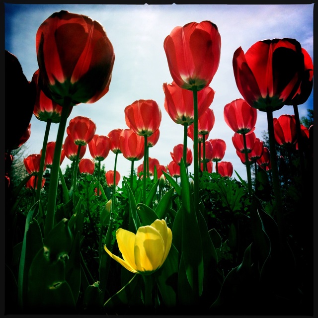 Beneath the tulips