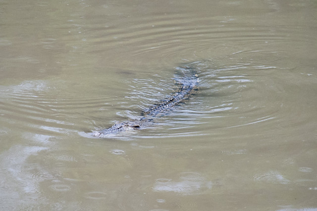 Big Estuarine crocodile (Crocodylus porosus)