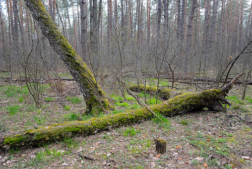 wood tree nature forest moss spring nikon ukraine explore nikkor v1 vadim springtime autofocus beldy 1v1 nikkor10mmf28 nikon1v1 vadimbeldy