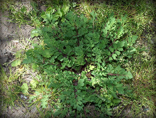 Papaver dubium subsp. dubium - pavot douteux 33354172084_f625abc3f4