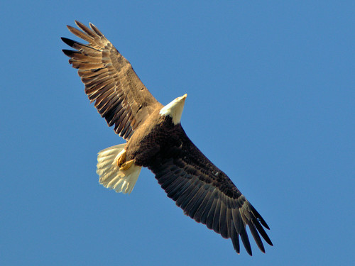 Bald Eagle female in flight 06-20170319