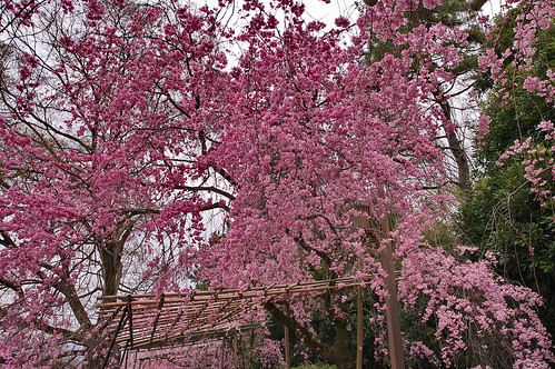 【写真】2013 桜 : 半木の道/2021-11-05/IMGP9478