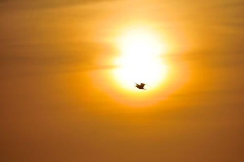 animals bird favorite goldenhour matagorda sunset texas