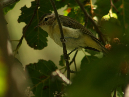 bird vireo warblingvireo