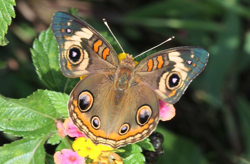 butterfly northcarolina lantana commonbuckeye richmondcounty junoniacoenia richmondcoutny frequencywaves
