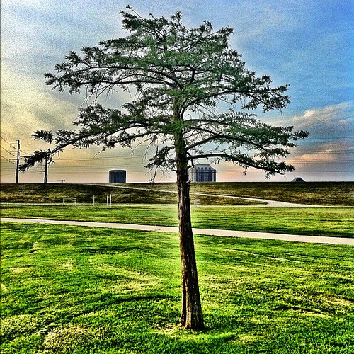 tree nature dallas igers igdaily instagood uploaded:by=flickstagram instagram:venue_name=trammellcrowlake instagram:venue=7524064 instagram:photo=196598764054072128978665