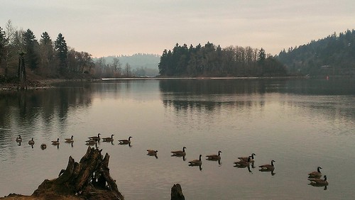 winter portland geese day cloudy pdx portlandor portlandoregon willametteriver milwaukie flickrandroidapp:filter=none htcdroiddna