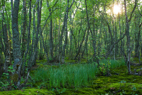trees light forest finland island itäisensuomenlahdenkansallispuisto ulkotammio