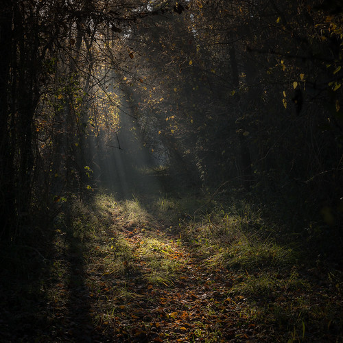 france photographie paysage forêt vienne poitoucharentes sèvresanxaumont