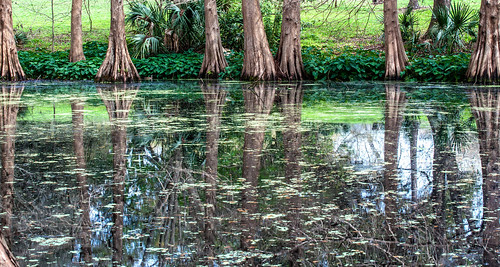 reflection orlando florida wetland greenwoodurbanwetlands sammysantiago