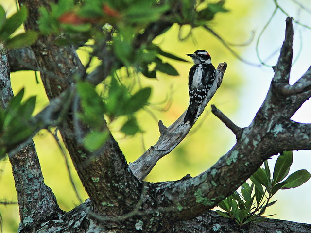 Downy Woodpecker male 20140402