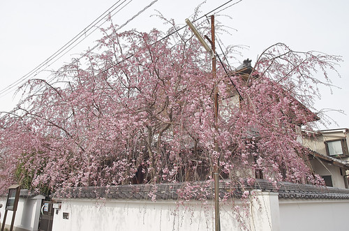 【写真】2014 桜 : 本満寺/2021-05-28/IMGP5688