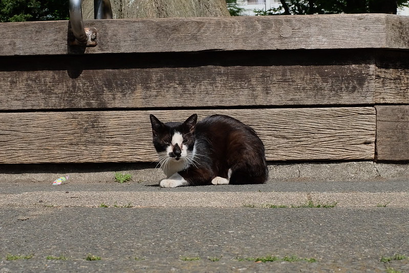 東池袋中央公園の猫。鼻くそつき白黒ハチ割れ。