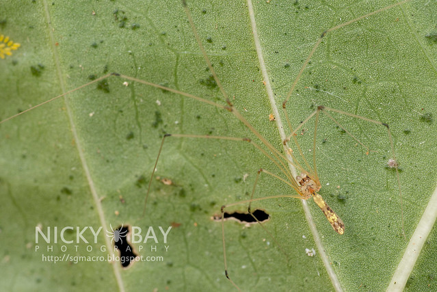 Daddy-Long-Legs Spider (Pholcidae) - DSC_7279