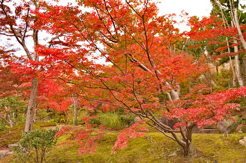 【写真】2012 紅葉 : けいはんな記念公園/2021-10-14/IMGP6091