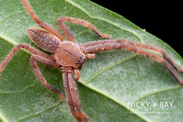 Huntsman Spider (Sparassidae) - DSC_2167