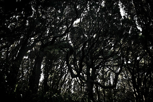 newzealand plant tree forest haunted oreti miro southland matai totara kilmockbush