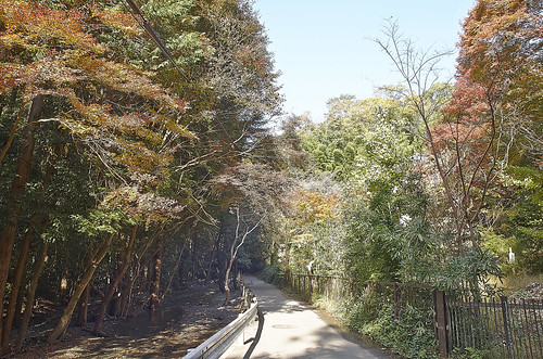 【写真】2013 紅葉 : 双林院/2021-07-06/IMGP3357