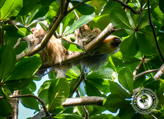 sloth Cahuita National Park