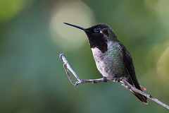 Barney's Hummingbird Garden Jamaica